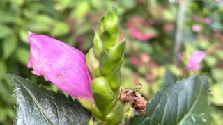 Turtlehead Plant Profile [upl. by Yeliw938]