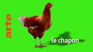 le chapon  Karambolage  ARTE [upl. by Sassan388]