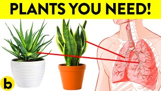 These 8 Plants Are The HEALTHIEST To Have In Your House [upl. by Gosser79]