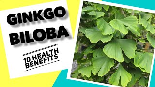 10 Health benefits of Ginkgo  Herbal Medicine [upl. by Ntisuj]