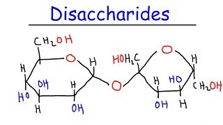 Disaccharides  Sucrose Maltose Lactose  Carbohydrates [upl. by Olivette]