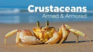 Armed and Armored The Amazing Evolutionary Story of Crustaceans [upl. by Bolling]