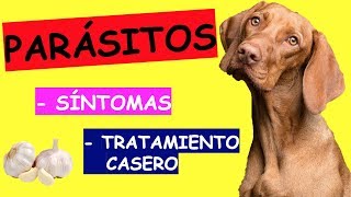 Síntomas de PARÁSITOS en Perros TRATAMIENTO [upl. by Ssalguod]