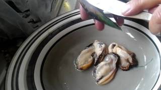 How to shell a mussel [upl. by Duncan667]