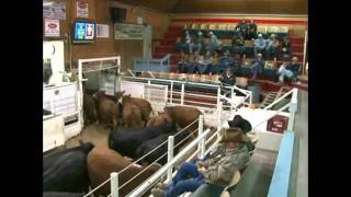 Torrington Livestock Auction [upl. by Aronoff]