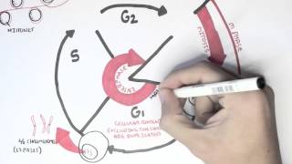 Cell Cycle Overview Interphase [upl. by Malva964]