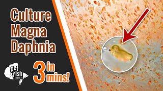 How to culture DAPHNIA MAGNA  The easy way [upl. by Poppas]