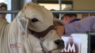 Ag Minute — Brahman Cattle [upl. by Uta453]