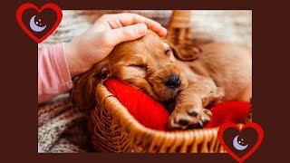 COMO DORMIR PERROS EN 5 MINUTOS🐶 MUSICA PARA PERROS  SLEEP MUSIC [upl. by Slavin236]