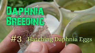 Daphnia Culture made simple and easy 3  Hatching Daphnia eggs [upl. by Isman786]