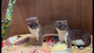 Whisper amp Stuart Two Adorable Stoat Kits Meet  Rescued amp Returned to the Wild  Robert E Fuller [upl. by Adiell]