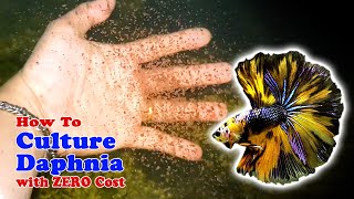 How to Culture Daphnia with ZERO Cost  Unlimited Live Food For Our Fish [upl. by Zeph702]