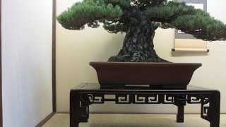 Tokonoma Bonsai display [upl. by Dare]