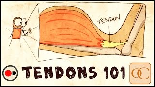 The Basic Science of Tendons amp Tendinitis [upl. by Geoffrey]