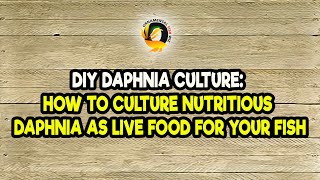 DIY Daphnia Culture How to Culture Nutritious Daphnia as Live Food for Your Fish [upl. by Nwadahs936]