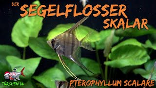 Der Segelflosser  Skalar  Pterophyllum scalare  ADVENTdicted Adventskalender  Türchen 14 [upl. by Vona]