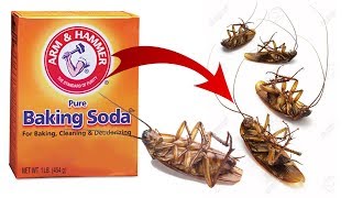 DIY Natural Cockroach Killer using Baking Soda [upl. by Aryam]