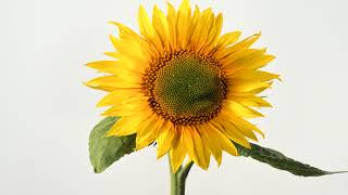 Sunflower opening time lapse Filmed over 10 days 4K [upl. by Emyle]