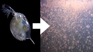 How I Culture Daphnia [upl. by Abibah]