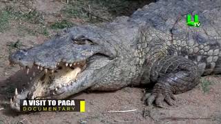 A visit to Paga Crocodile Pond [upl. by Elleval]