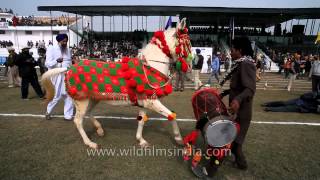 Horse dancing to the rhythm of dhol Only in India [upl. by Eliga]