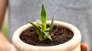 How to RePot Agave Babies [upl. by Sidell]