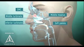 Tour of the Nasal Passage  3D animation [upl. by Ahasuerus]