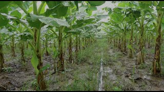 banana plantation techniques  banana field overview [upl. by Annanhoj]