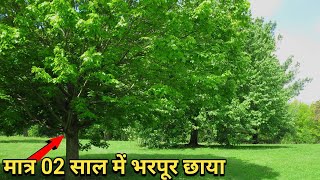 Top 05 fast growing Shade Giving Trees in India [upl. by Roede]