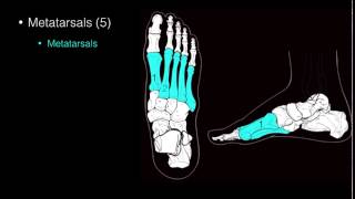 Osteo of Ankle and Foot [upl. by Yaner]