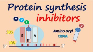 Protein synthesis inhibitors [upl. by Catie]