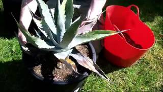 Repotting a neglected Agave [upl. by Dnalsor]