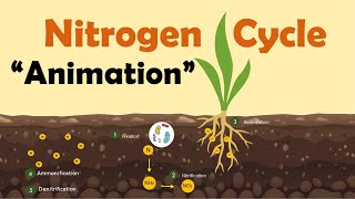 NITROGEN CYCLE  Biology Animation [upl. by Hemminger705]