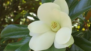 Southern Magnolias [upl. by Elliot]