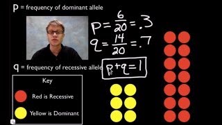 HardyWeinberg Equation [upl. by Eitisahc]