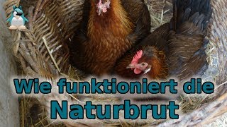 Naturbrut  wie funktioniert das Gluckende Hühner [upl. by Ginsberg292]