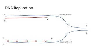 A full explanation about the Telomerase and the end replication problem [upl. by Nitsoj38]