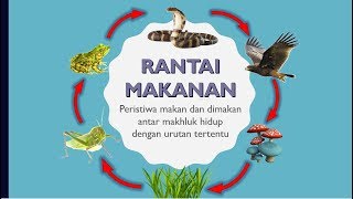 Rantai Makanan dan JaringJaring Makanan [upl. by Colinson]