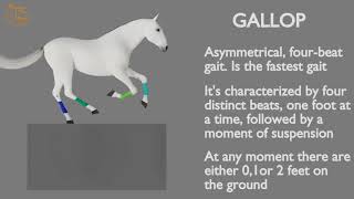 HORSE GAITS PART 04  GALLOP CYCLE ANALYSIS [upl. by Bohman176]