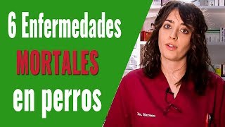 6 ENFERMEDADES MORTALES EN PERROS ¡CONOCE LOS SÍNTOMAS [upl. by Nima]