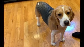 Three tips on how to train your beagle [upl. by Ekalb]