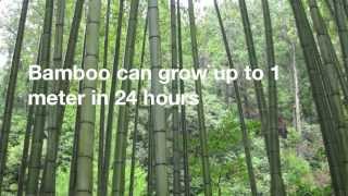 12 Amazing Facts About Bamboo [upl. by Adnahsat]