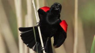 Redwinged Blackbird [upl. by Airemat]