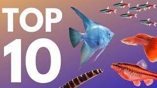 Top 10 Aquarium Fish for Beginners [upl. by Nevaeh]