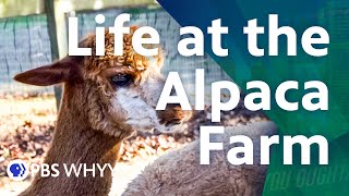 Life at the Alpaca Farm  You Oughta Know 2021 [upl. by Eelimaj]