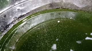 DAPHNIA MOINA CULTURE IN A SMALL BUCKET [upl. by Adyam]