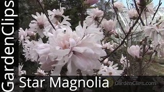 How to Grow Magnolias  Mitre 10 Easy As Garden [upl. by Kcirdneked]