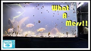 Cloudy Water in a Fish Tank and What to do About It [upl. by Hnahym]