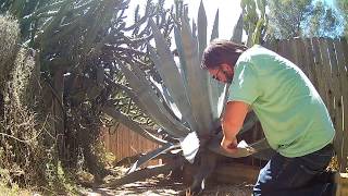 Blue Agave Trimming [upl. by Assereht]