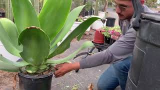 How To Plant an Agave 🌵🌿 TIPS [upl. by Aipotu415]